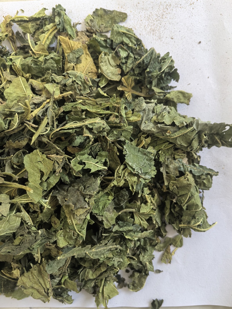 桑叶青桑叶中药材桑叶东弘药业一手货源现货供应