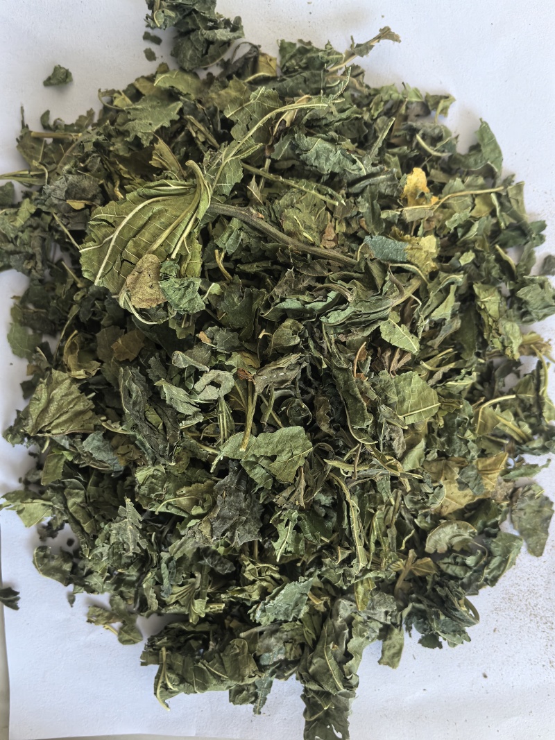 桑叶青桑叶中药材桑叶东弘药业一手货源现货供应