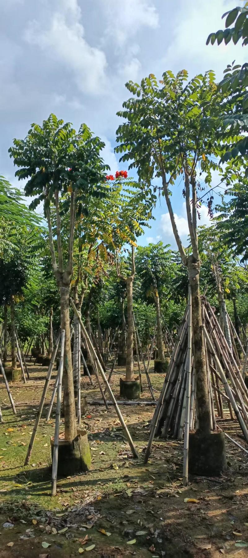 火焰木8～10～12～15分大量供应