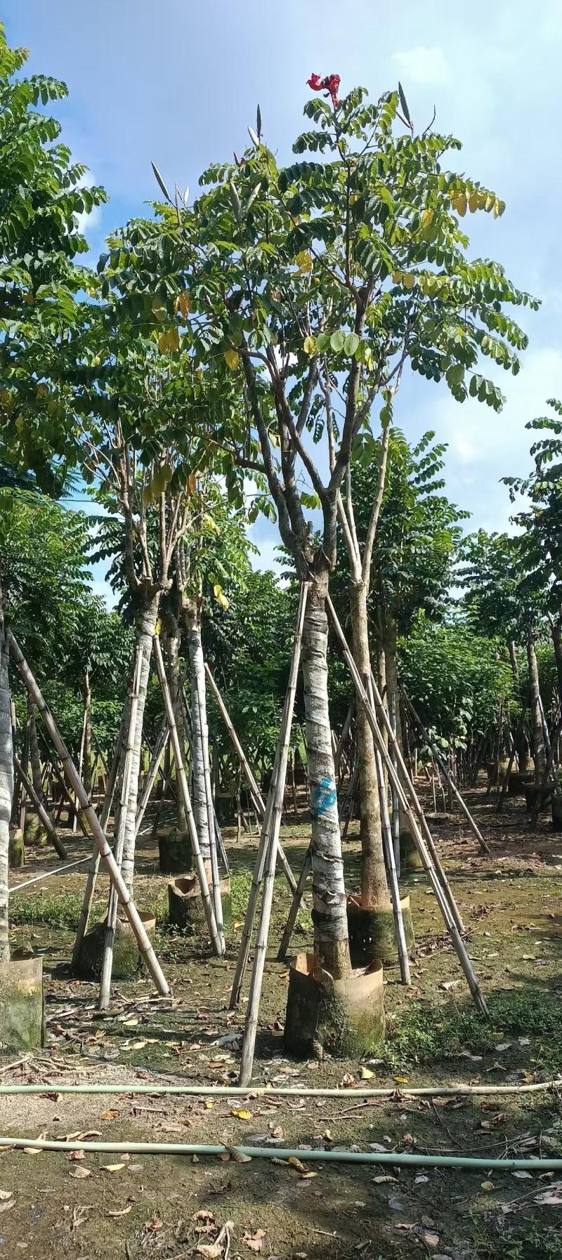 火焰木8～10～12～15分大量供应