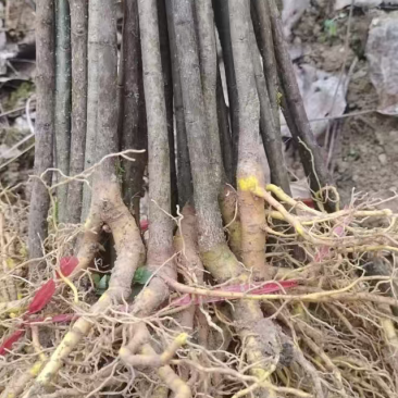 厚皮川黄柏苗大量供应产地直发量大从优规格齐全提供技术指导