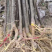 厚皮川黄柏苗大量供应产地直发量大从优规格齐全提供技术指导
