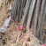 厚皮川黄柏苗大量供应产地直发量大从优规格齐全提供技术指导