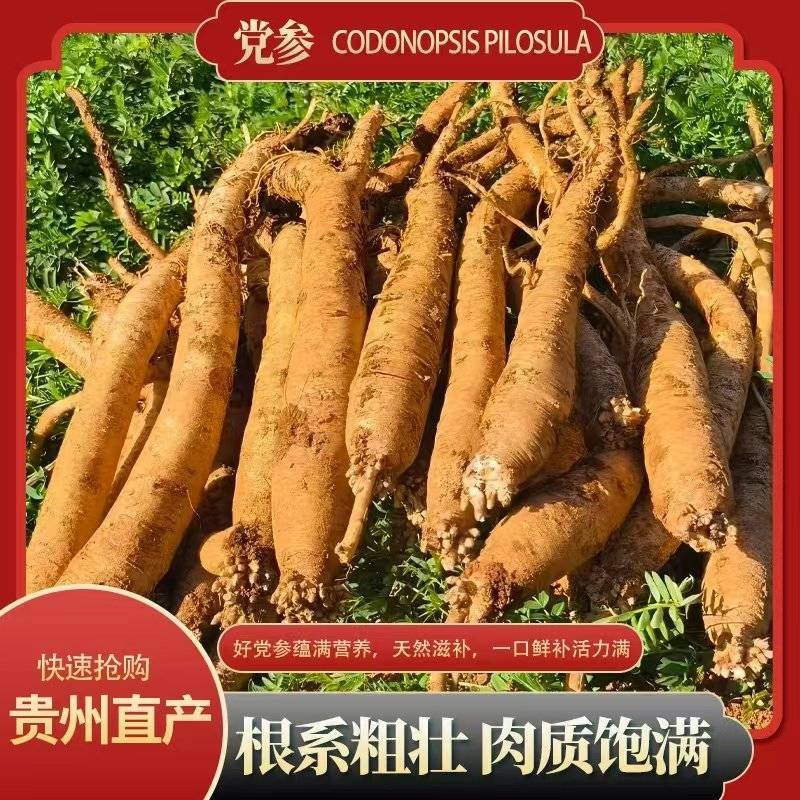 贵州威宁高山党参