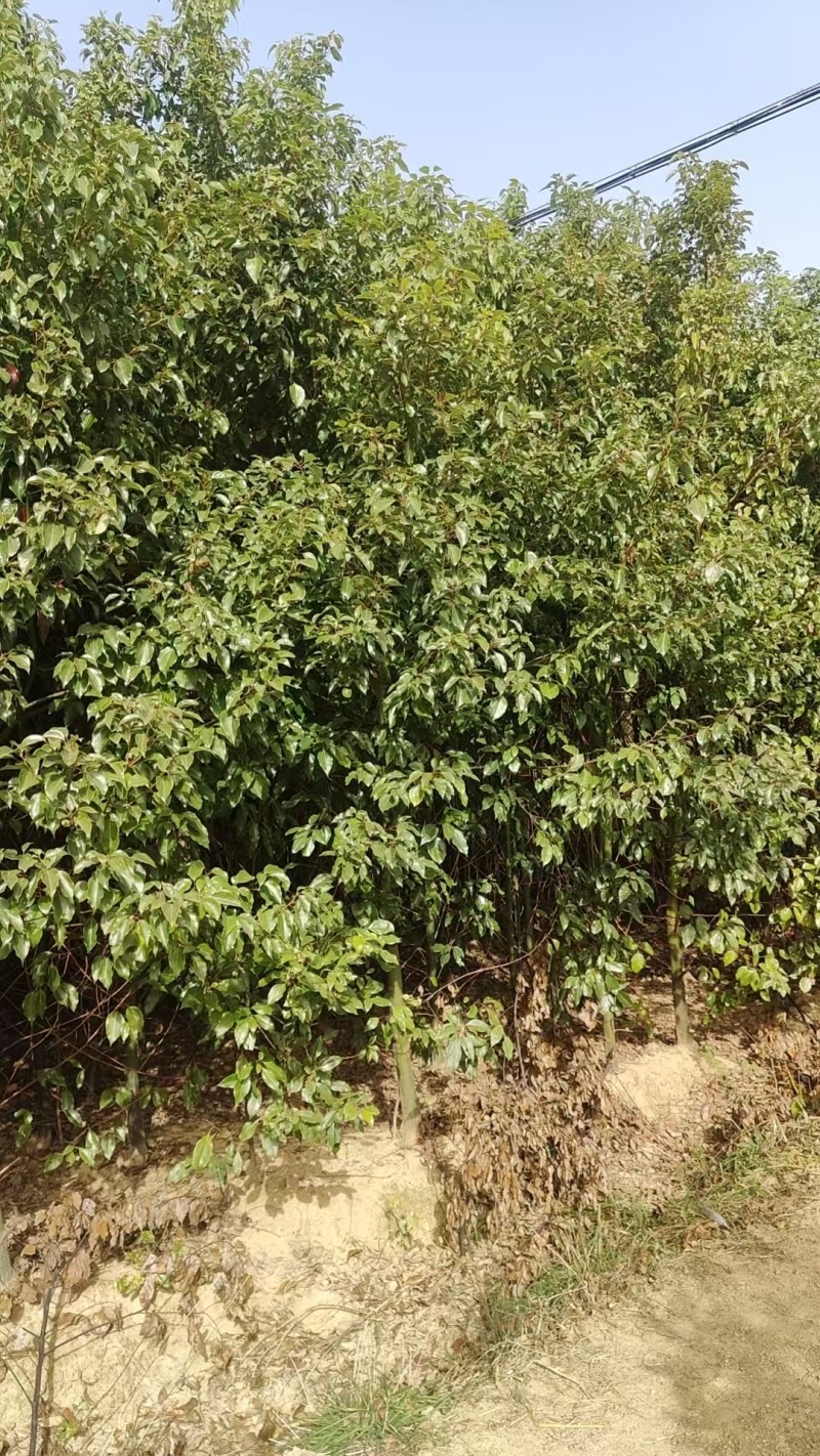 香樟苗