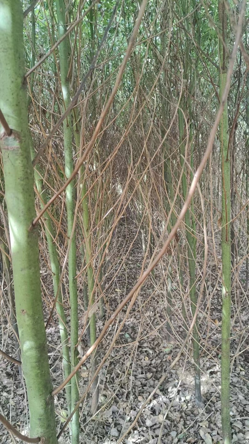 香樟苗