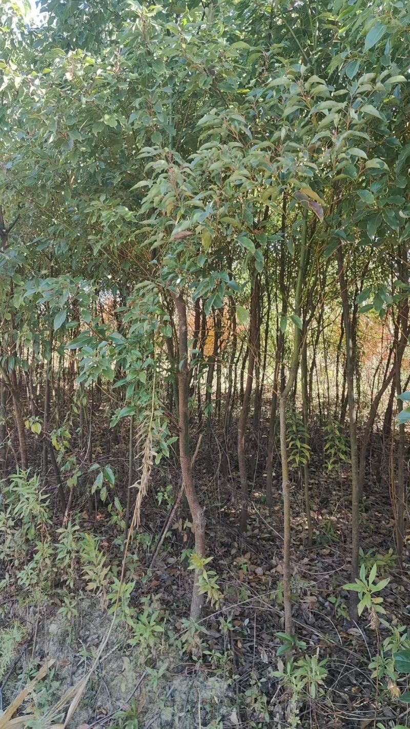 香樟苗