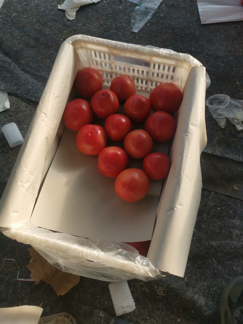 饶阳硬粉西红柿