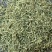 金银花山东金银花双花中药材金银花泡茶东弘药业一手货源现货