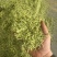 金银花山东金银花双花中药材金银花泡茶东弘药业一手货源现货