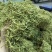 金银花山东金银花双花中药材金银花泡茶东弘药业一手货源现货