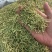金银花山东金银花双花中药材金银花泡茶东弘药业一手货源现货
