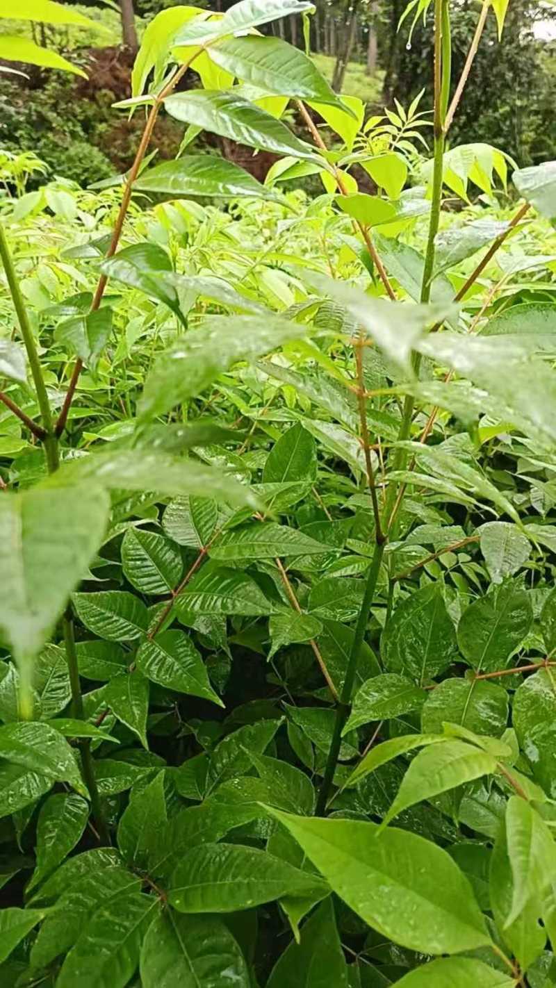 厚皮川黄柏苗基地直发量大从优规格齐全提供技术指导欢迎来电