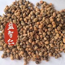 益智仁中药材调料益智仁东弘药业一手货源现货供应