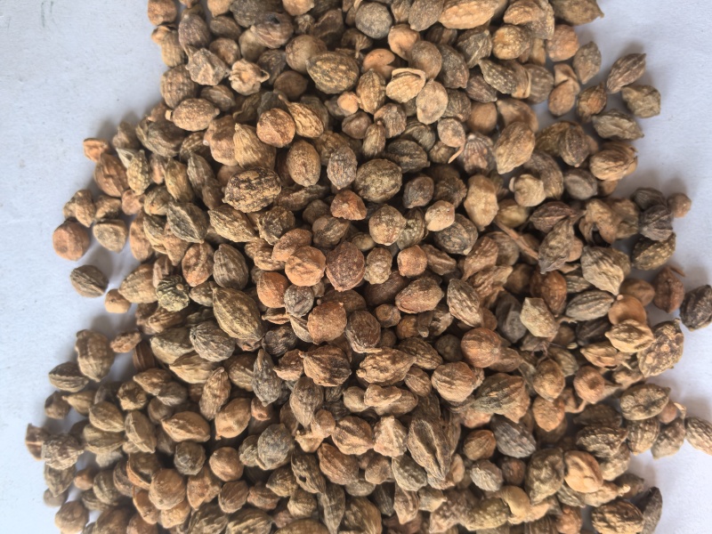 益智仁中药材调料益智仁东弘药业一手货源现货供应