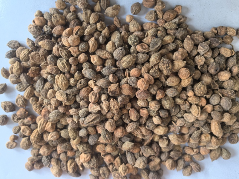 益智仁中药材调料益智仁东弘药业一手货源现货供应