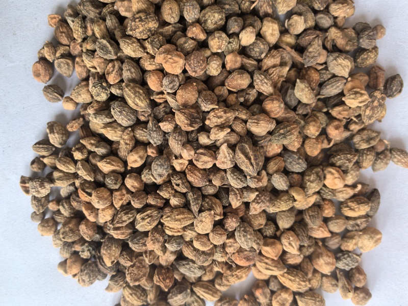 益智仁中药材调料益智仁东弘药业一手货源现货供应