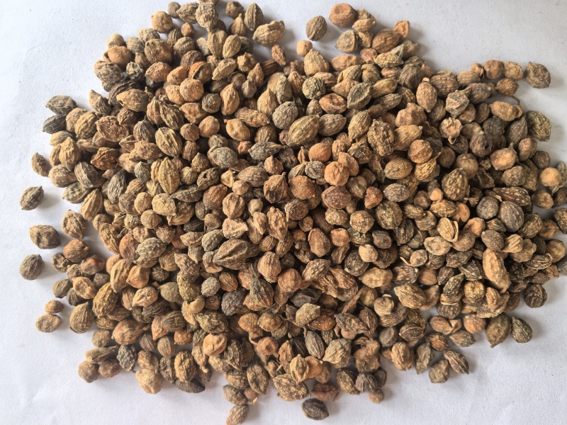 益智仁中药材调料益智仁东弘药业一手货源现货供应