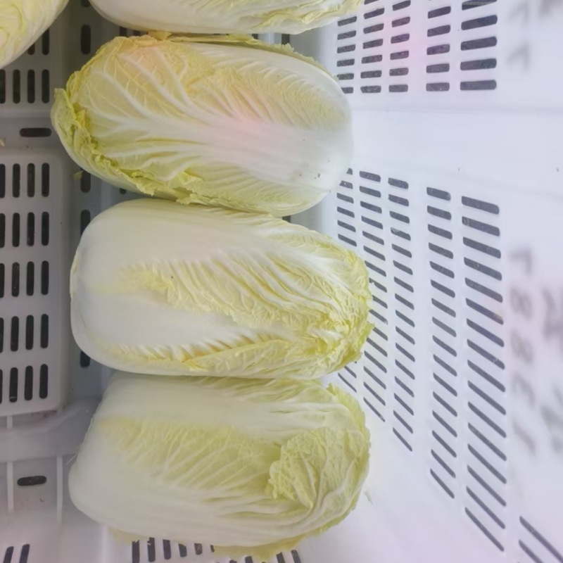 云南精品娃娃菜