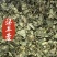 淫羊藿甘肃淫羊藿中药材淫羊藿东弘药业一手货源现货供应