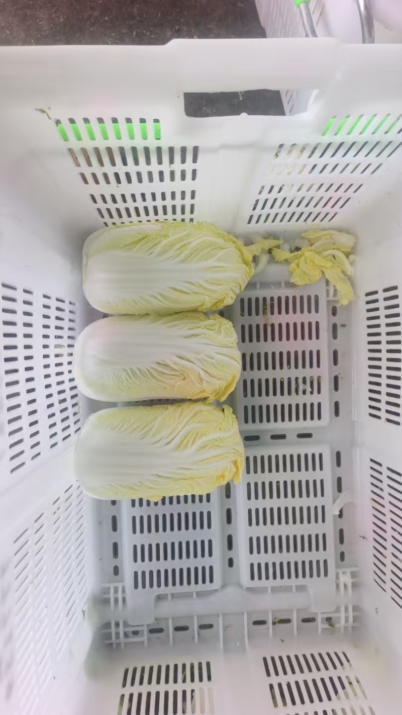 云南精品娃娃菜