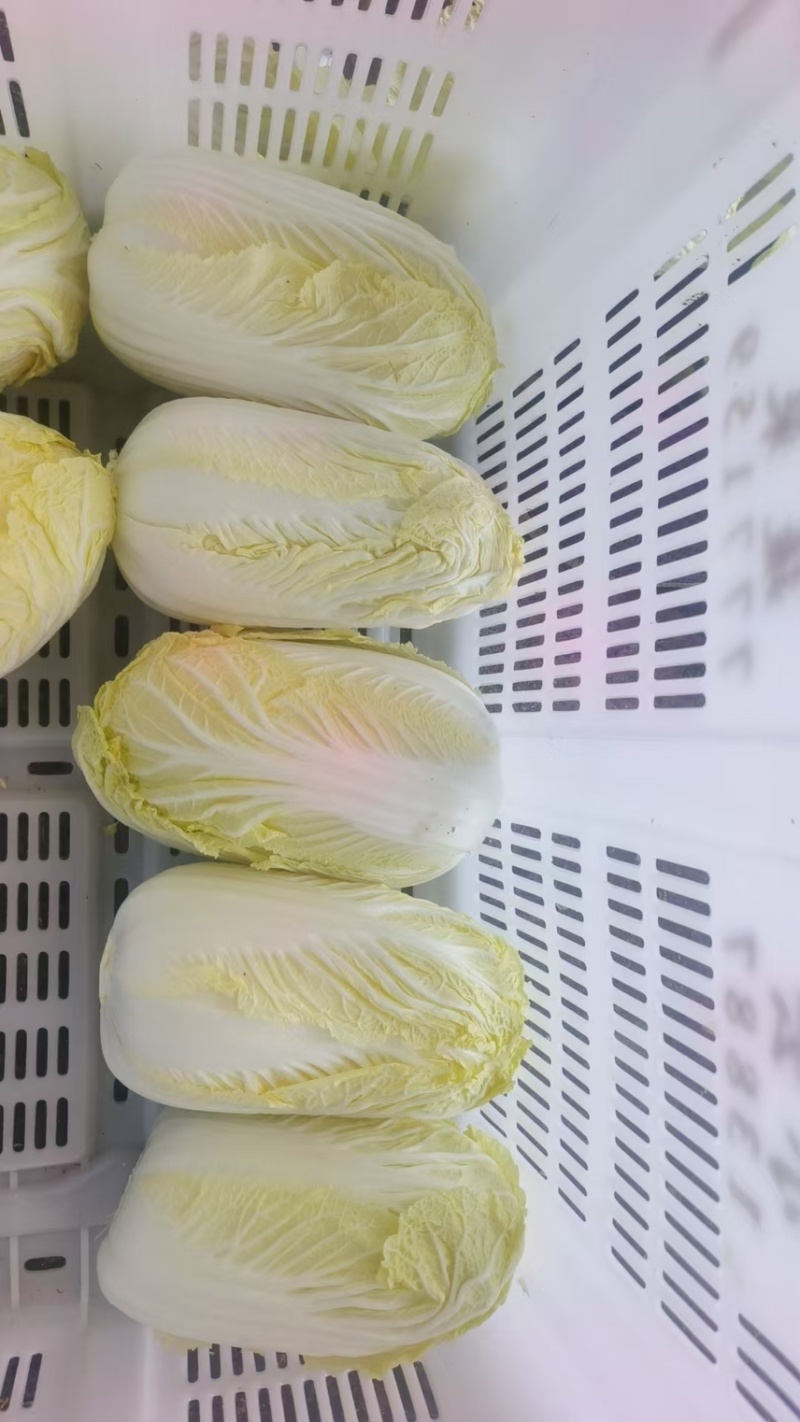 云南精品娃娃菜
