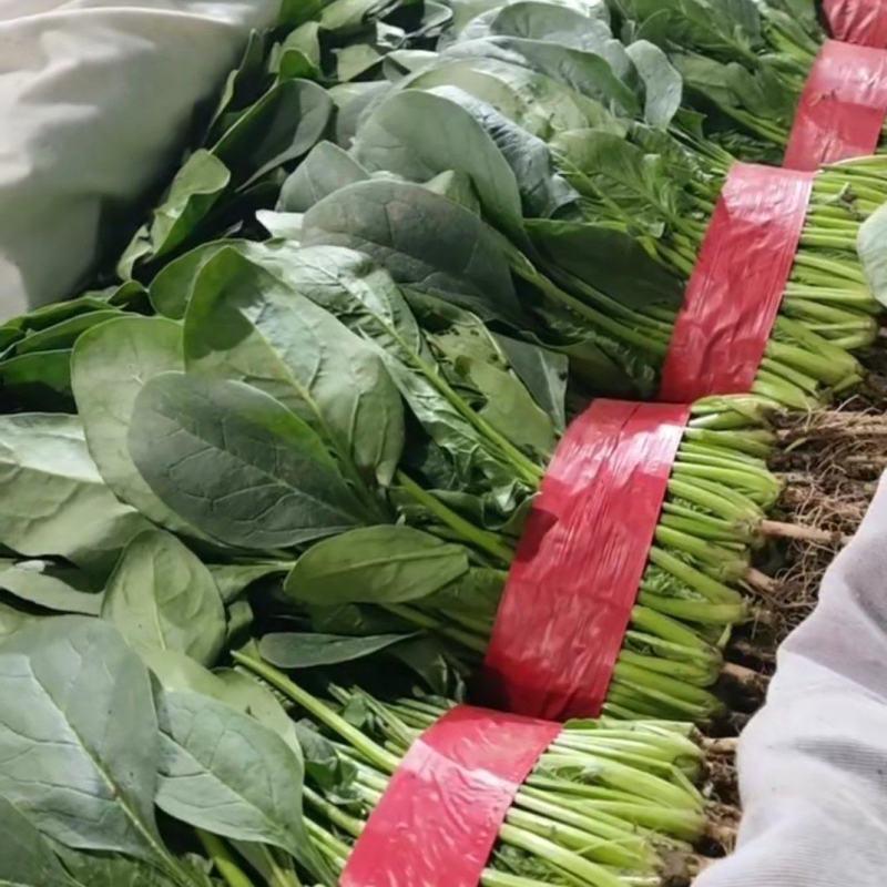精品菠菜，颜色漂亮，保质保量，大量有货，