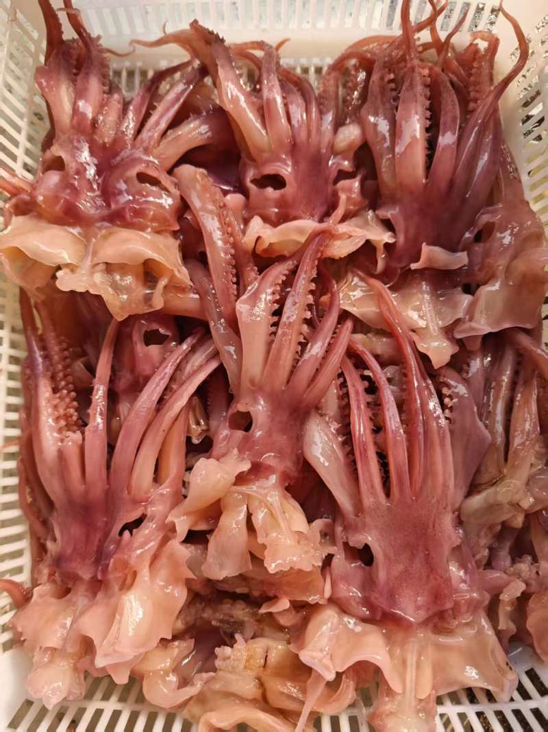 火锅食材鱿鱼须花鱿鱼须火箭鱿鱼自助餐食材