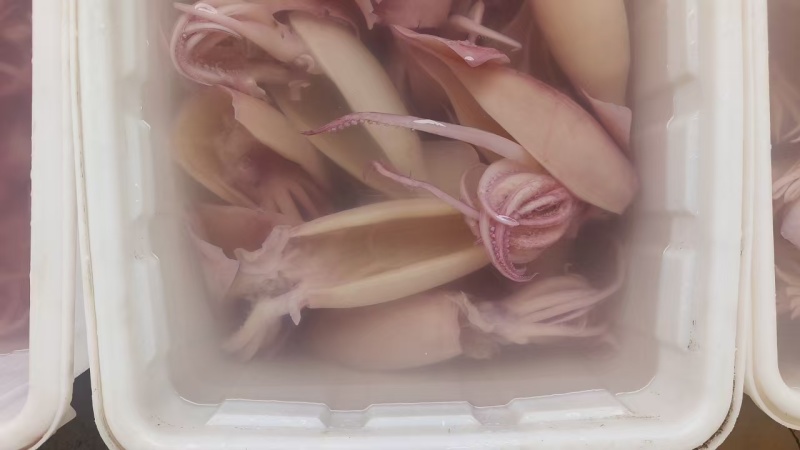火锅食材鱿鱼须花鱿鱼须火箭鱿鱼自助餐食材