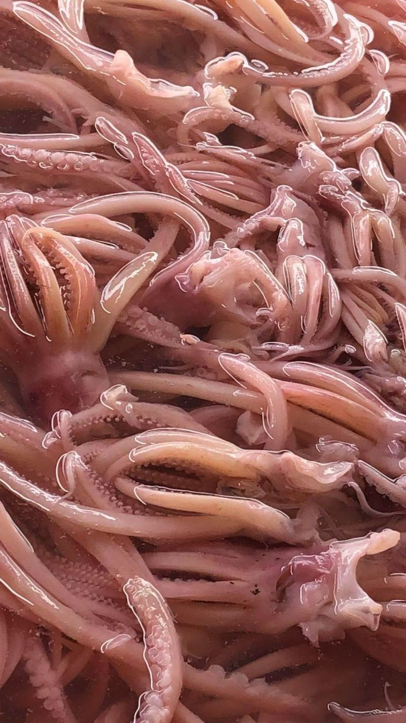 火锅食材鱿鱼须花鱿鱼须火箭鱿鱼自助餐食材