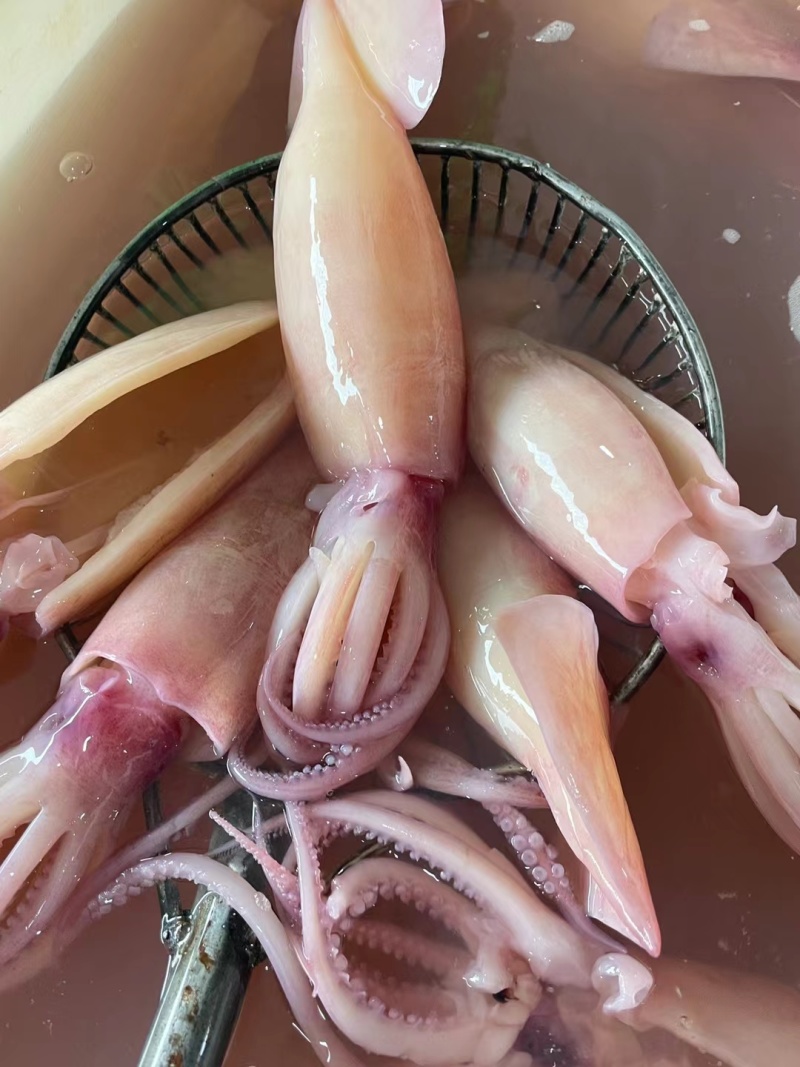 火锅食材鱿鱼须花鱿鱼须火箭鱿鱼自助餐食材