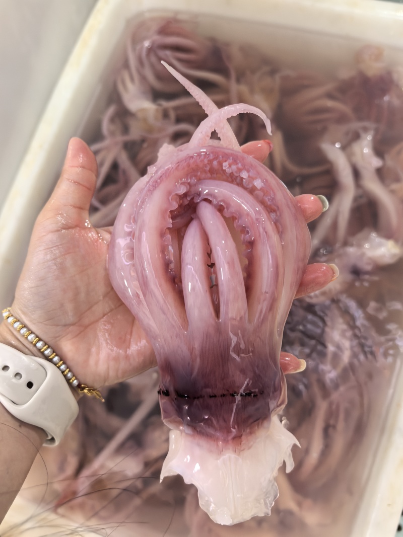 火锅食材鱿鱼须花鱿鱼须火箭鱿鱼自助餐食材