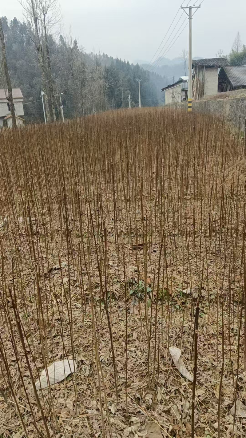 黄柏苗产地直发量大从优提供技术指导欢迎实地考察订购