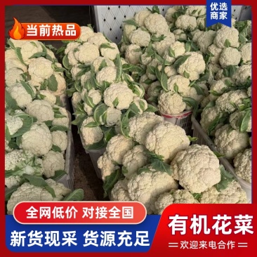 有机花菜优质松花菜大量上市，一手货源，可发全国各地市场