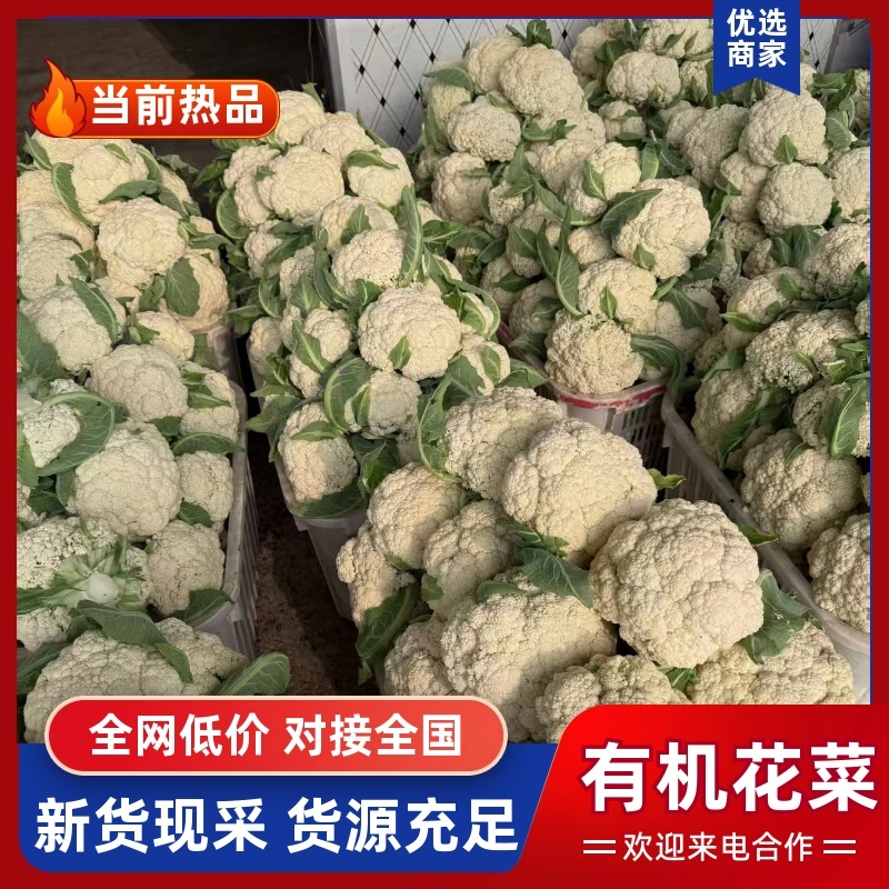 有机花菜优质松花菜大量上市，一手货源，可发全国各地市场