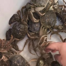 纯正黄河口大闸蟹