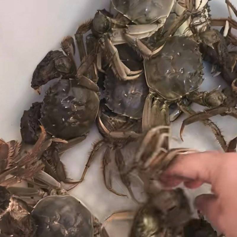 纯正黄河口大闸蟹