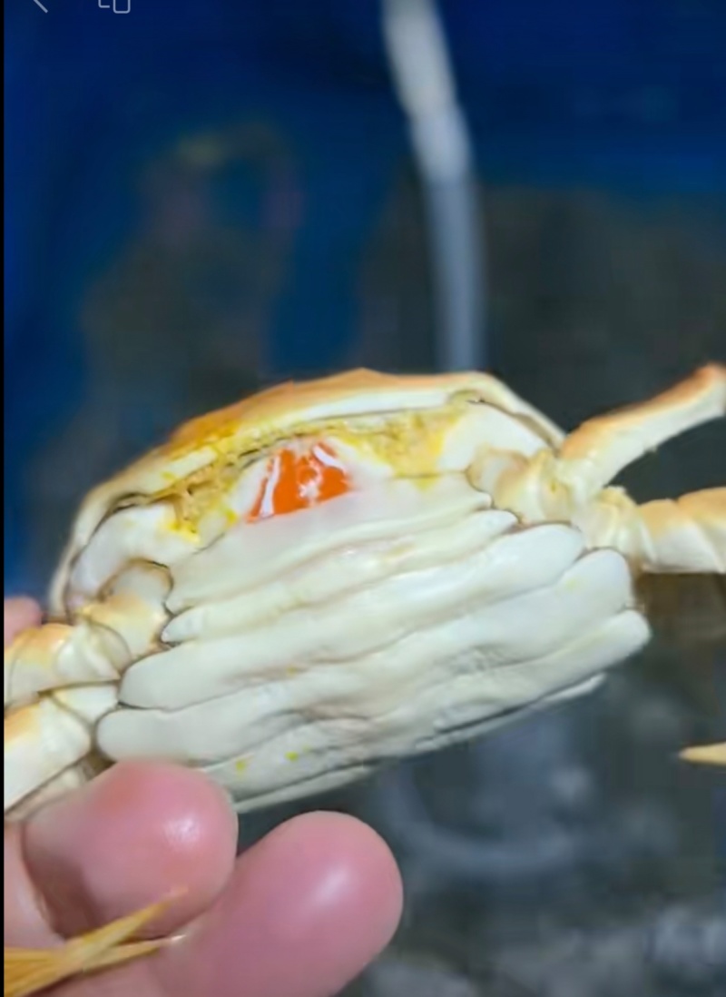 纯正黄河口大闸蟹
