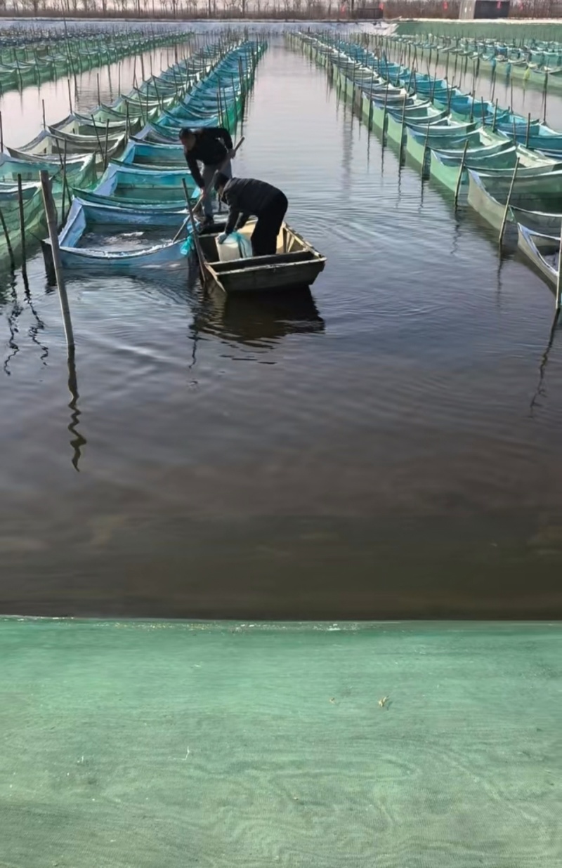 纯正黄河口大闸蟹