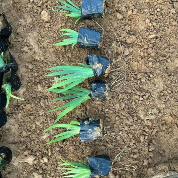 绿化苗木！老鸢尾批发基地！生命力极强！适合庭院花园等