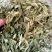 瓜子金中药材无硫瓜子草马回勒瓜子金二月花干货***