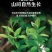 瓜子金中药材无硫瓜子草马回勒瓜子金二月花干货***