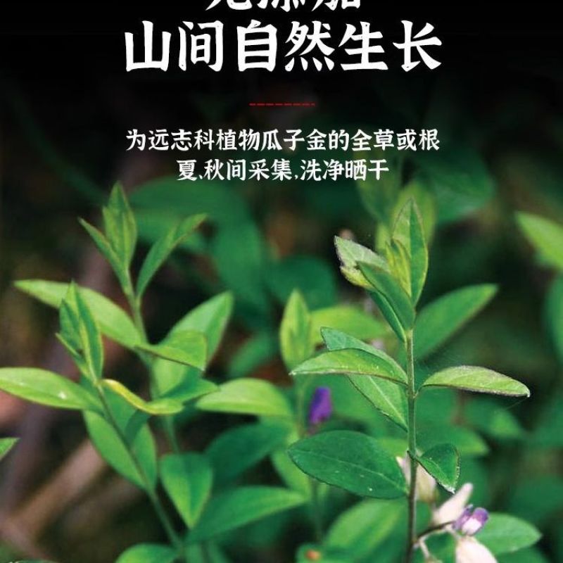 瓜子金中药材无硫瓜子草马回勒瓜子金二月花干货***