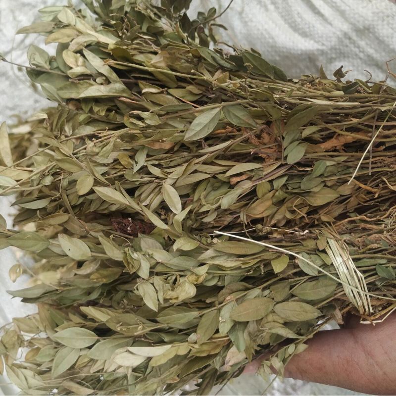 瓜子金中药材无硫瓜子草马回勒瓜子金二月花干货***