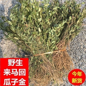 瓜子金中药材无硫瓜子草马回勒瓜子金二月花干货***