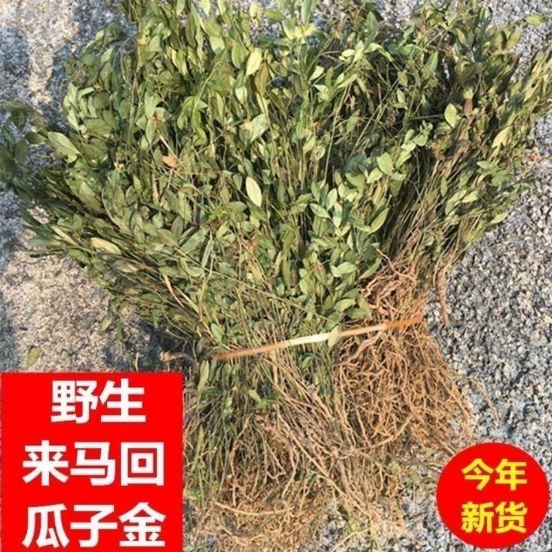 瓜子金中药材无硫瓜子草马回勒瓜子金二月花干货***