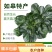 富硒黑塌菜