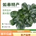 富硒黑塌菜