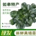富硒黑塌菜