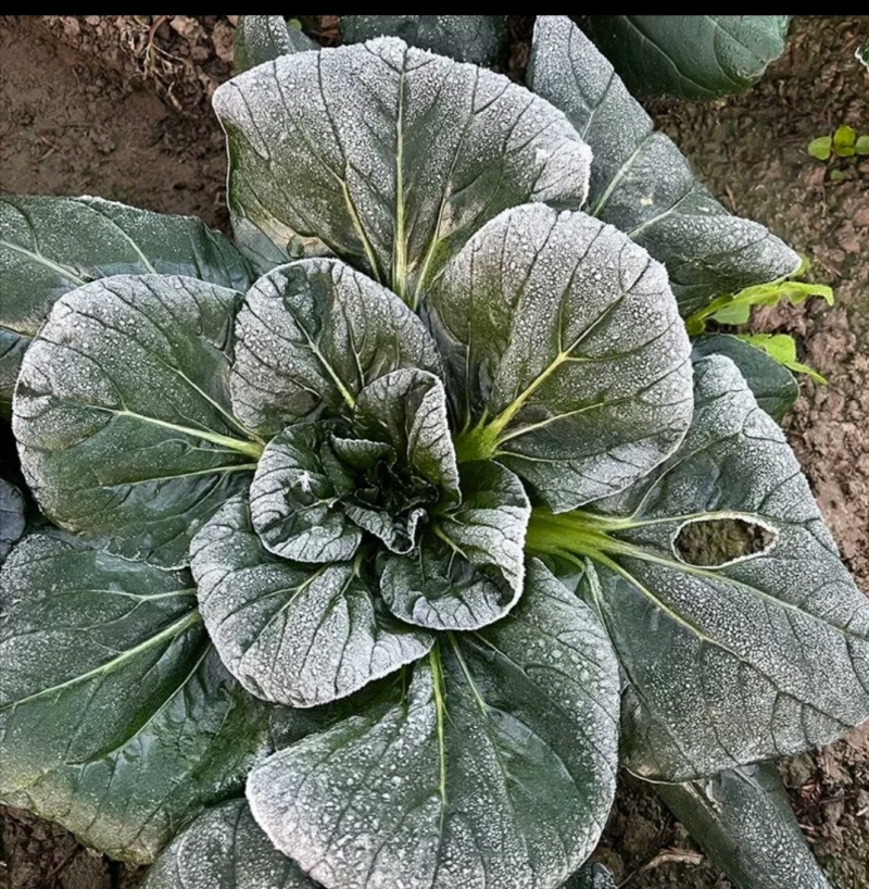 富硒黑塌菜